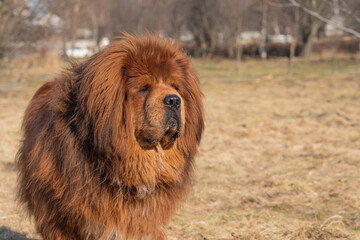 Fototapeta premium Dog breed tibetan mastiff. Animal is standing on the lawn
