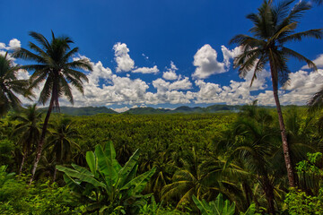 Fototapeta na wymiar Tropical palm trees forest under the blue sky with white clouds