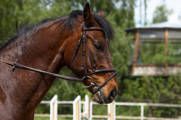 Fototapeta premium close up portrait of a brown horse