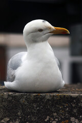 Abstract seagull Weymouth harbour Dorset England
