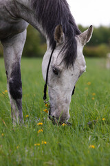 Naklejka na ściany i meble white stallion in the field eating grass