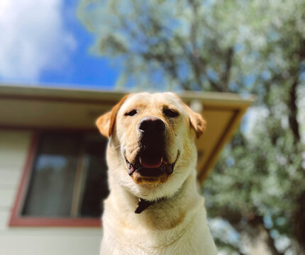 Yellow Lab