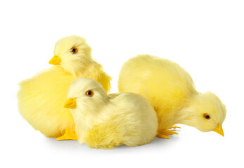 Cute yellow chickens isolated on white