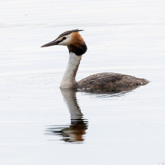 great crested grebe reflection
