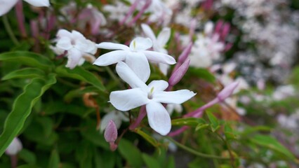 早朝の庭に咲いたハゴロモジャスミン