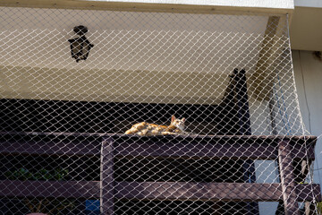 A cat sitting on the balcony with netting for protection