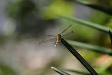 macro back view of a dragonfly with green background