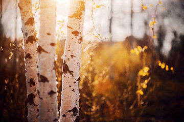 A beautiful birch grove with yellow leaves illuminated by sunlight on an autumn day. The nature of Russia.
