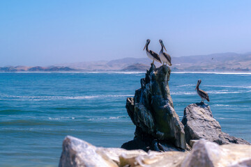 Fototapeta na wymiar Gaviota peruana y pelícanos mirando a la playa en una gran roca