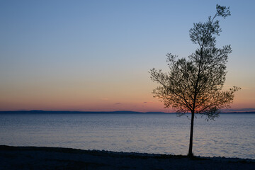 Little Willow  tree on the lakeshore, Bodensee, Germany