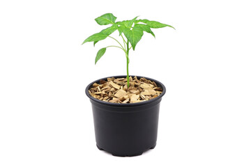 A young pepper sprout in a pot isolated on a white background.Pepper seedlings