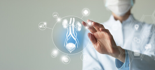 Unrecognizable female doctor holding graphic virtual visualization model of Bladder and Kidneys...