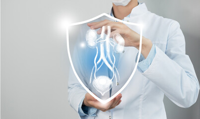 Unrecognizable female doctor holding shield and graphic virtual visualization of Bladder and Kidneys organ in hands.