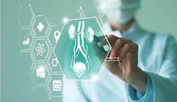 Unrecognizable female doctor holding graphic virtual visualization model of Bladder and Kidneys organ in hands. Multiple virtual medical icons.