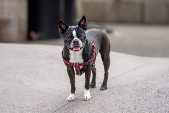 Boston Terrior with brown eyes, tongue out, staring at the camera.