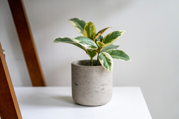 Ficus Elastica Tineke, also known as rubber plant, sitting on a shelf in a gray planter