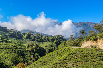 Fototapeta na wymiar Lush green tea plantation landscape in Munnar Kerala