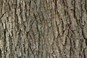 ヒマラヤスギ（ヒマラヤシーダー）の樹皮、学名： Cedrus deodara