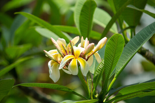 Plumeria Obtusa" Images  Browse 691 Stock Photos, Vectors, and Video |  Adobe Stock