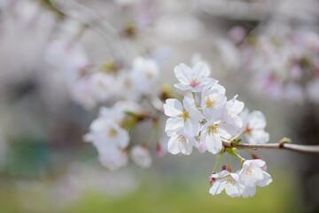春の植物園で出会える花々