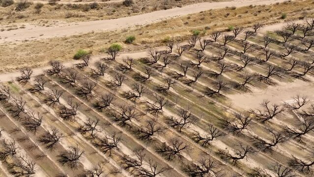 Cinematic drone shot of pecan orchard, tilting upward