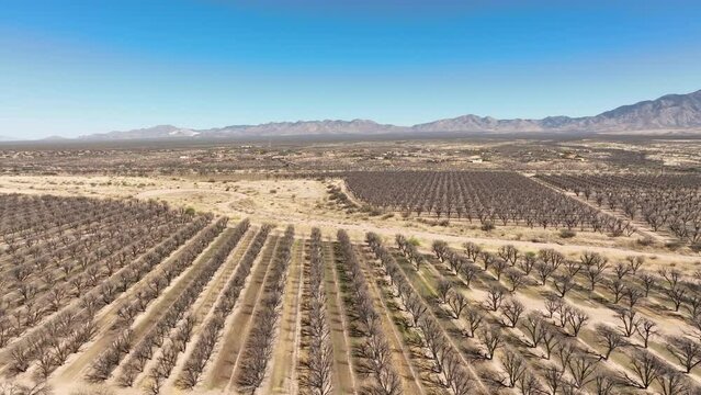 Cinematic drone shot of pecan orchard, wide drone shot with mountains in the distance