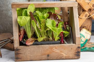 Varities of Leaf Lettuce Seed Starts