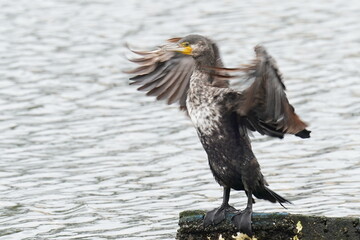 cormorant in a seashore