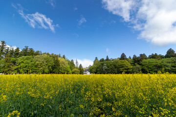 Obraz premium canola field and blue sky 