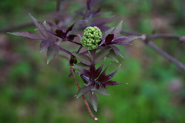 листочки. цветочки. весна. leaves. flowers. spring.
