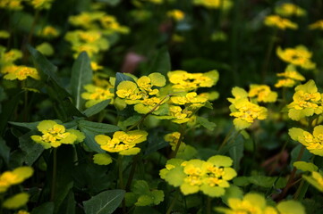 листочки. цветочки. весна. leaves. flowers. spring.
