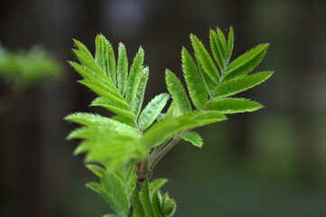 листочки. цветочки. весна. leaves. flowers. spring.
