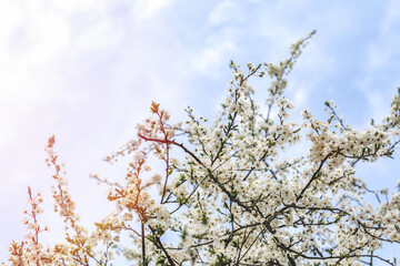 Branches of a flowering tree with soft focus on a blue sky background with white clouds and copy space. A beautiful image of spring nature