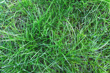Green background of natural succulent grass, top view of a fresh lawn