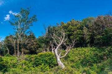 夏の伊豆山稜線歩道の風景
