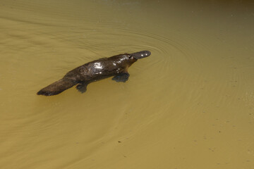 Duck-Billed Platypus Floating in a Billabong in the Atherton Tablelands (Queensland, Australia).