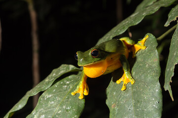 The Dainty Tree Frog (Litoria gracilis) Perched on a Leaf in Queensland, Australia.