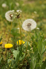 Beautiful dandelion flowers with green leaves growing outdoors, closeup