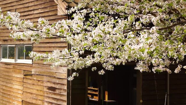風にゆれる桜と廃校の木造校舎