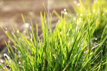 Green grass with morning dew outdoors, closeup