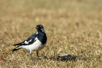 Obraz premium Magpie-Lark in a Field in the Atherton Tablelands in Queensland, Australia.