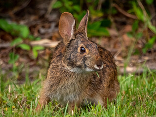 Naklejka na ściany i meble eastern cottontail rabbit sitting in the grass