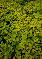 green leaves background