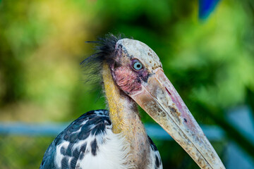 Lesser Adjutant Stork or Leptoptilos Javanicus