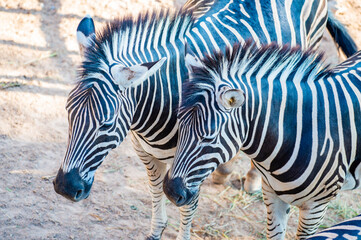 Close up of Zebra herd
