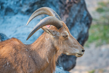 Image of Barbary Sheep