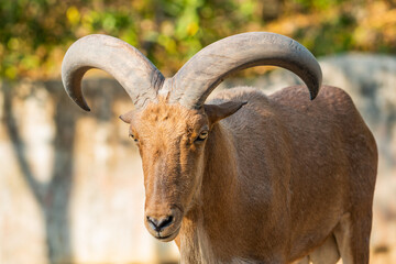 Image of Barbary Sheep