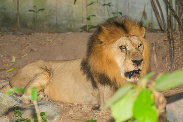 A male lion is sitting on the ground