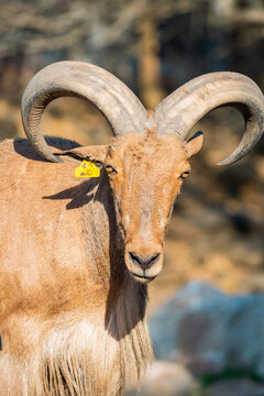 Image of Barbary Sheep