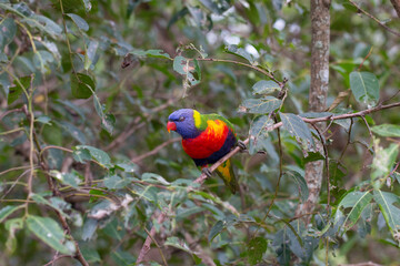 Rainbow Lorikeet Parrot Sitting in Green Trees Trying to Eat Bugs, Australia, Queensland, Nature,